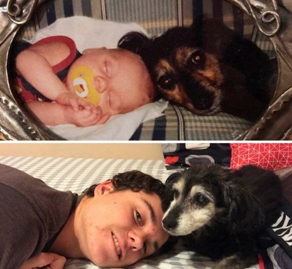 dogmemes_034