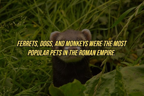 historicalfacts6_018