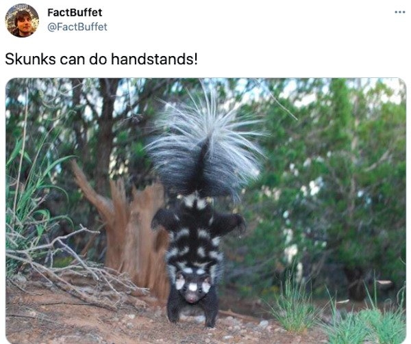 interestingfacts3_023