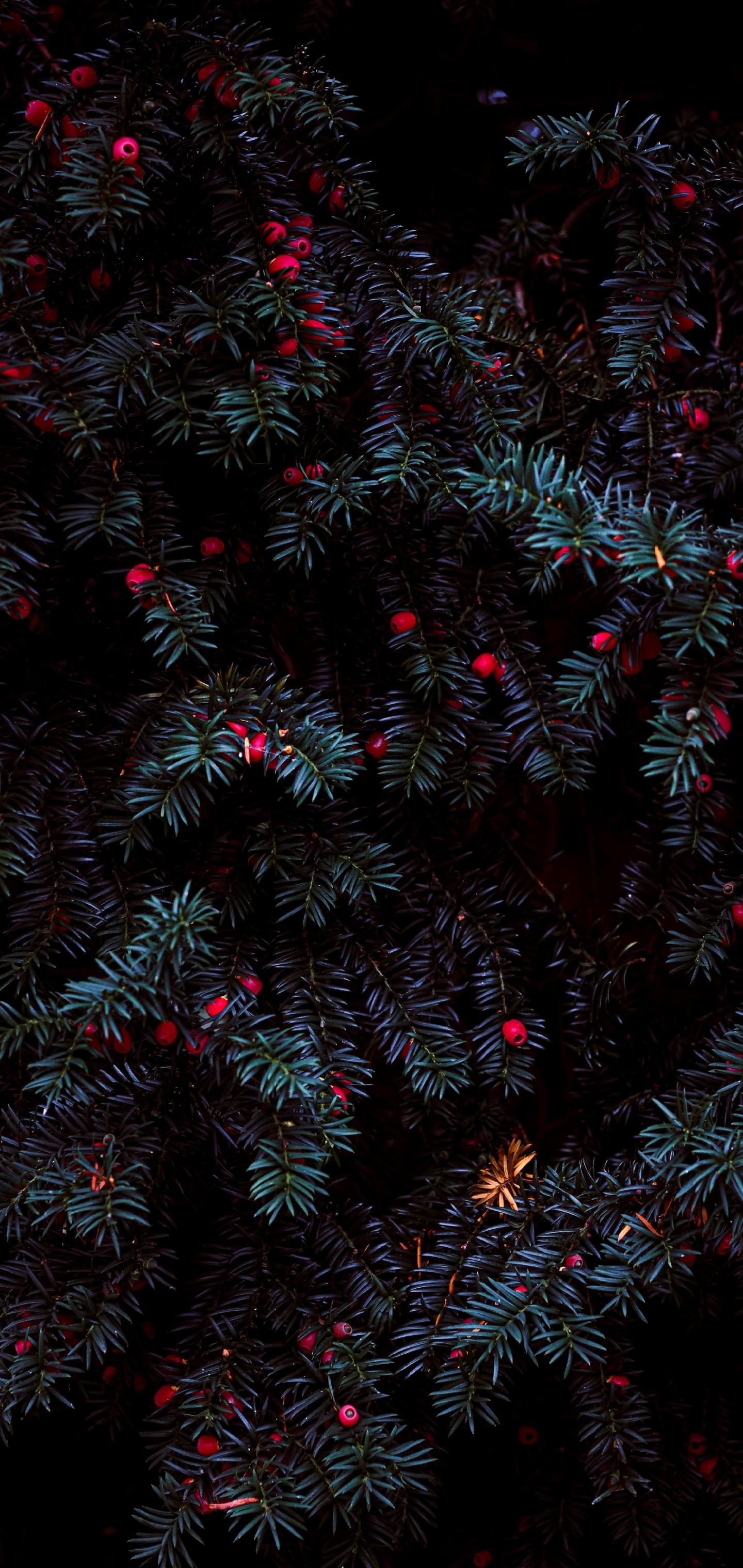 mobilewallpapers_030