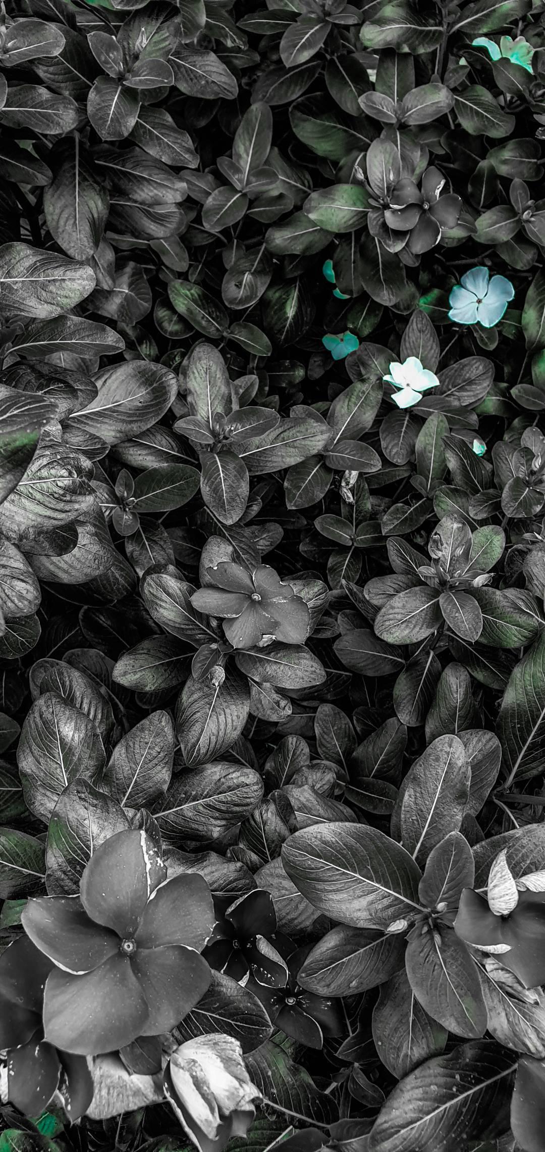 mobilewallpapers_044
