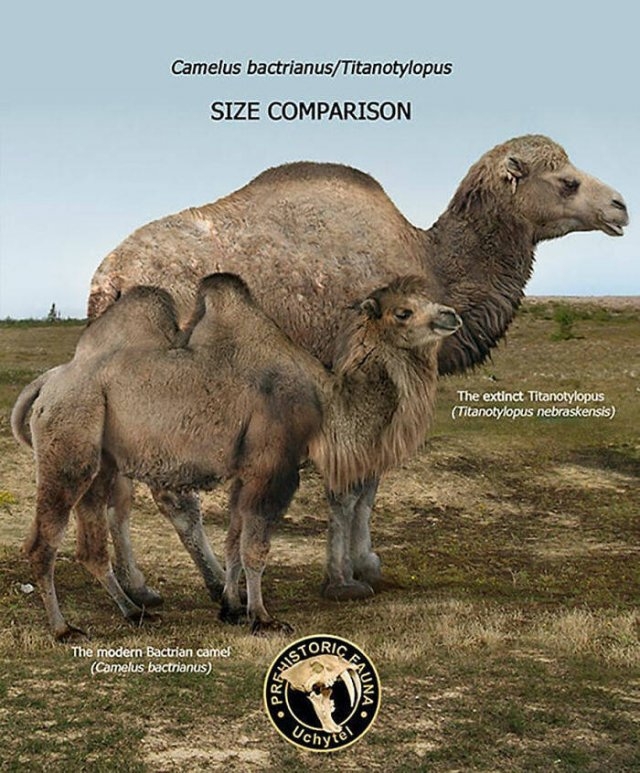 prehistoricsizecomparison_002