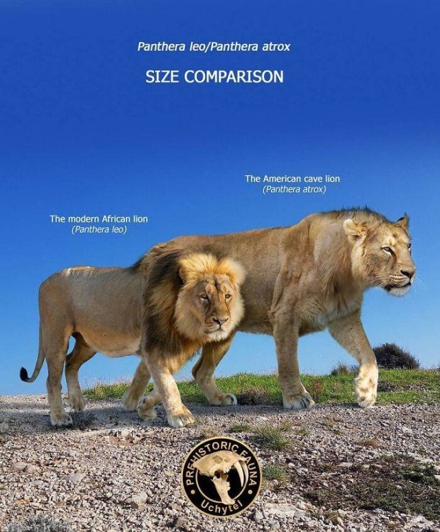 prehistoricsizecomparison_003