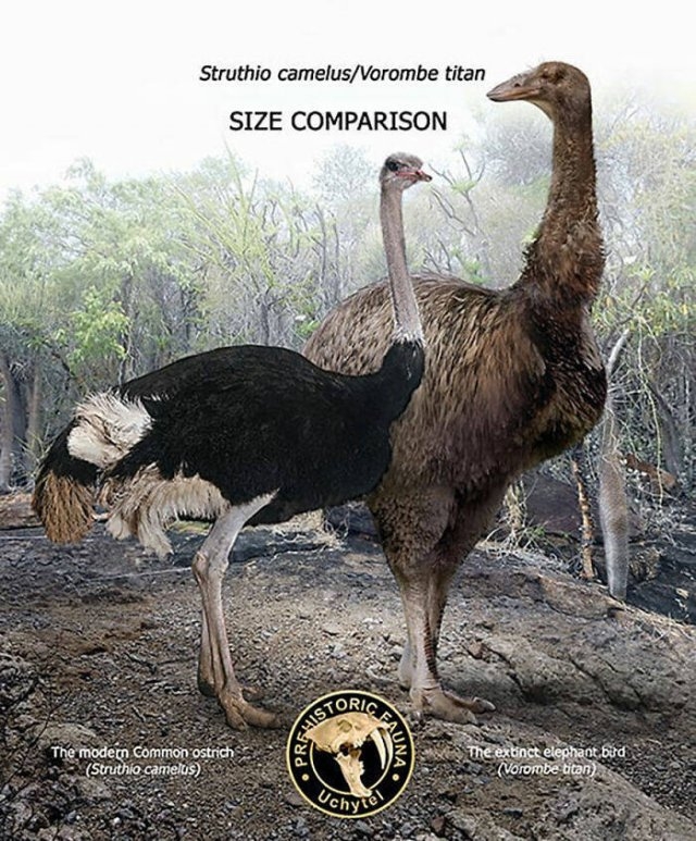 prehistoricsizecomparison_008
