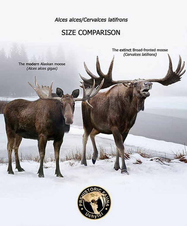 prehistoricsizecomparison_014