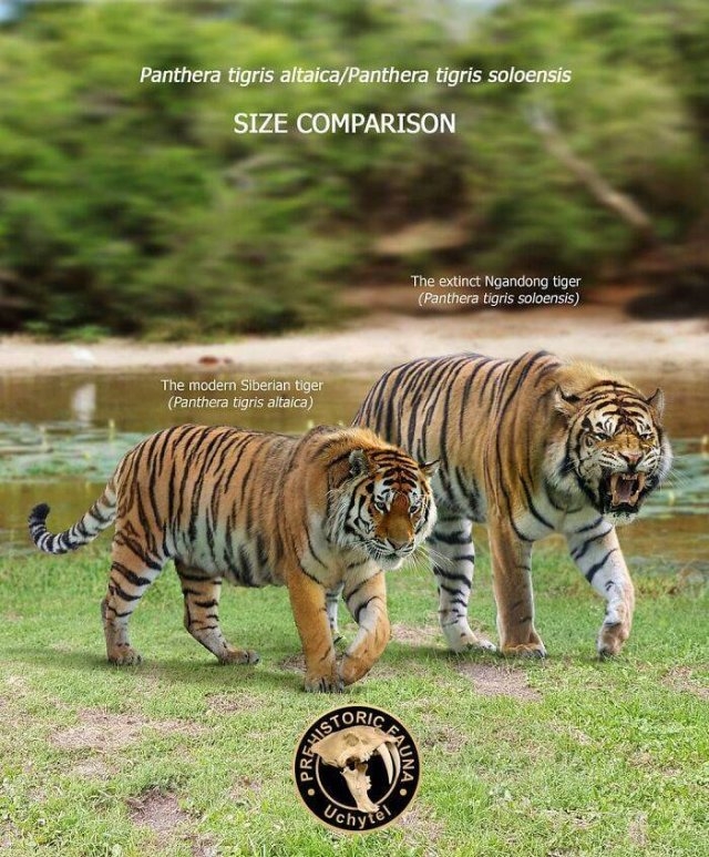 prehistoricsizecomparison_016