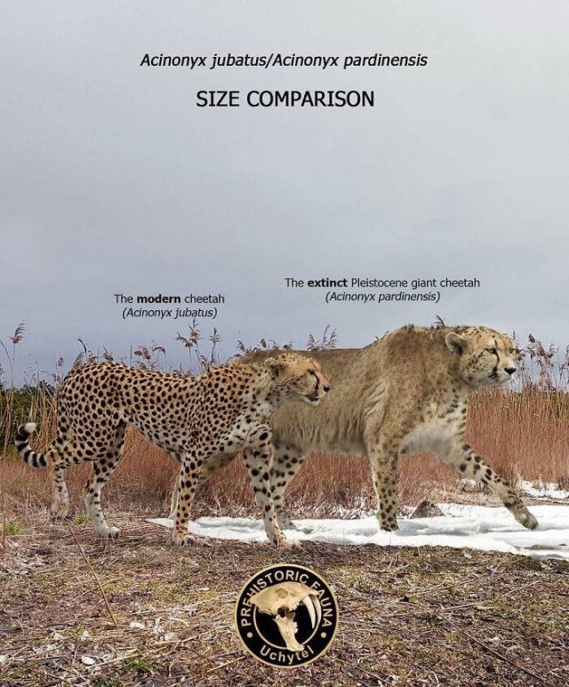 prehistoricsizecomparison_022