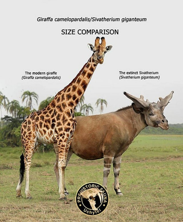 prehistoricsizecomparison_028