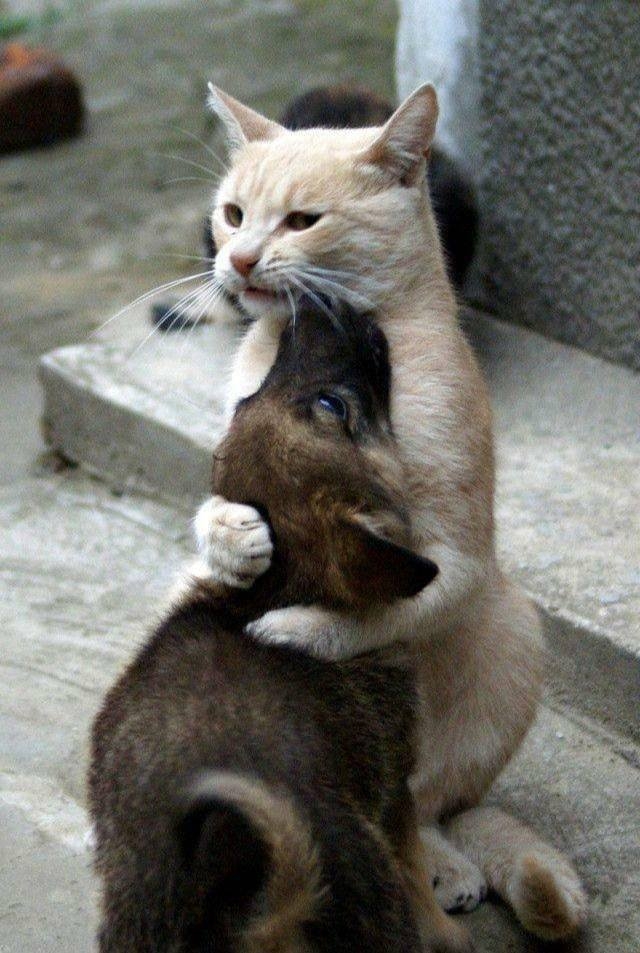 randompics270_001