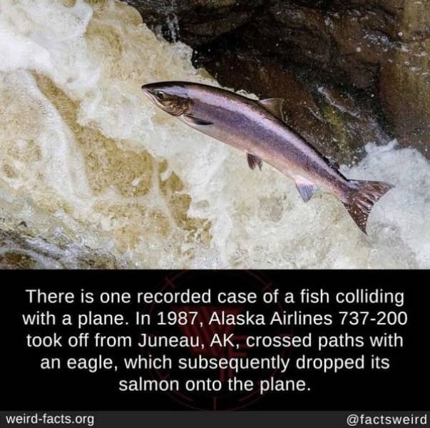 weirdfacts_022
