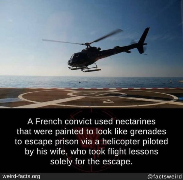 weirdfacts_049
