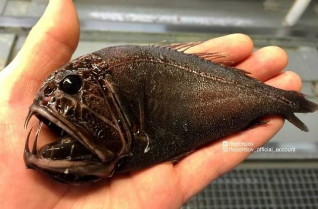 deepseacreatures_001