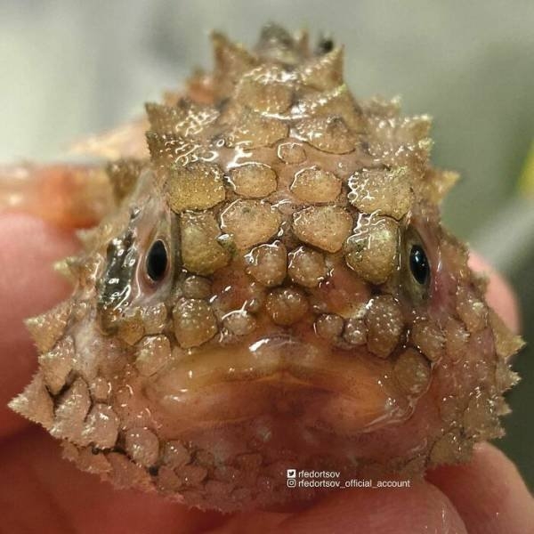 deepseacreatures_002