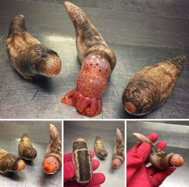 deepseacreatures_003