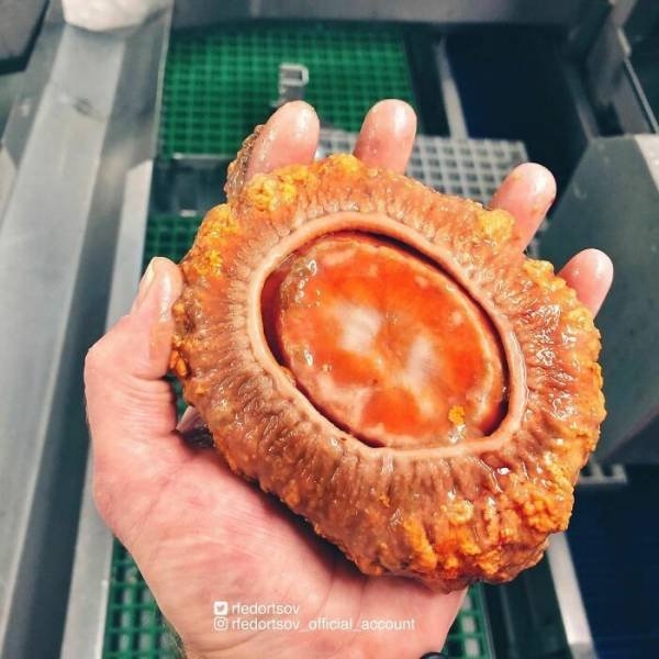 deepseacreatures_004