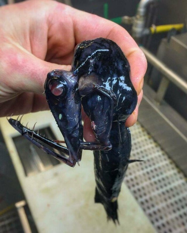 deepseacreatures_008