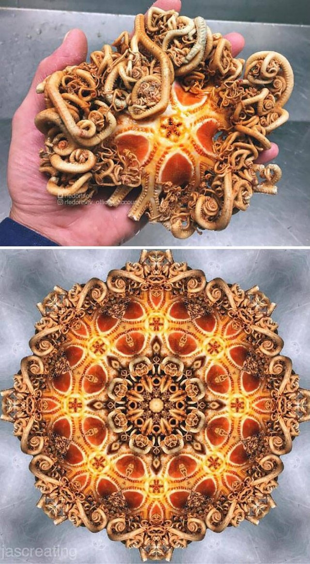 deepseacreatures_009