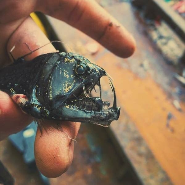 deepseacreatures_010