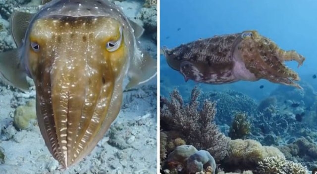 deepseacreatures_012