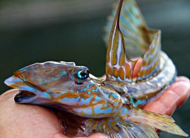 deepseacreatures_013