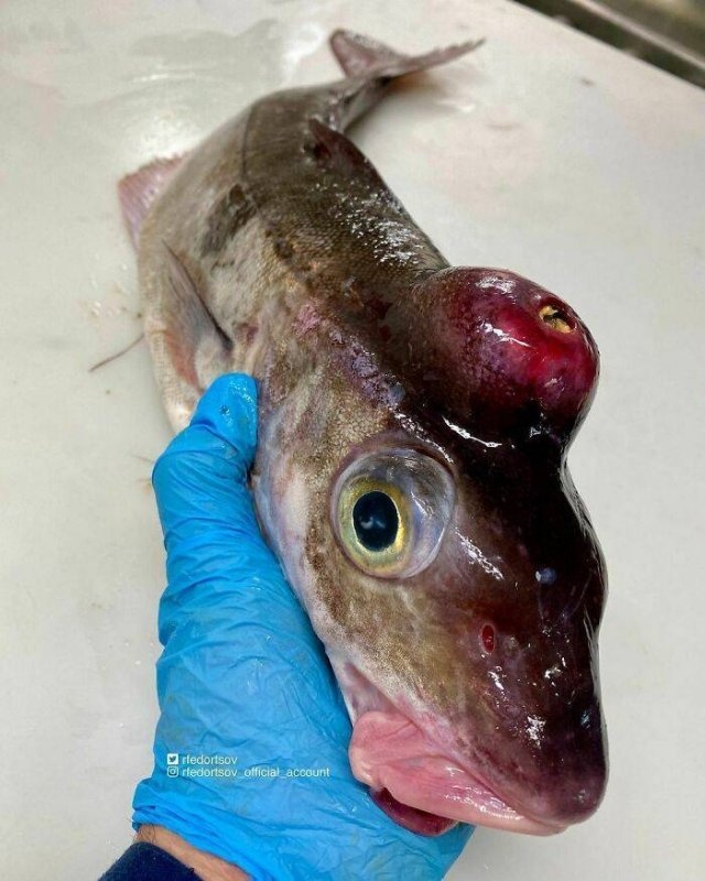 deepseacreatures_014