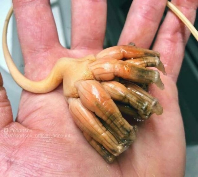 deepseacreatures_017