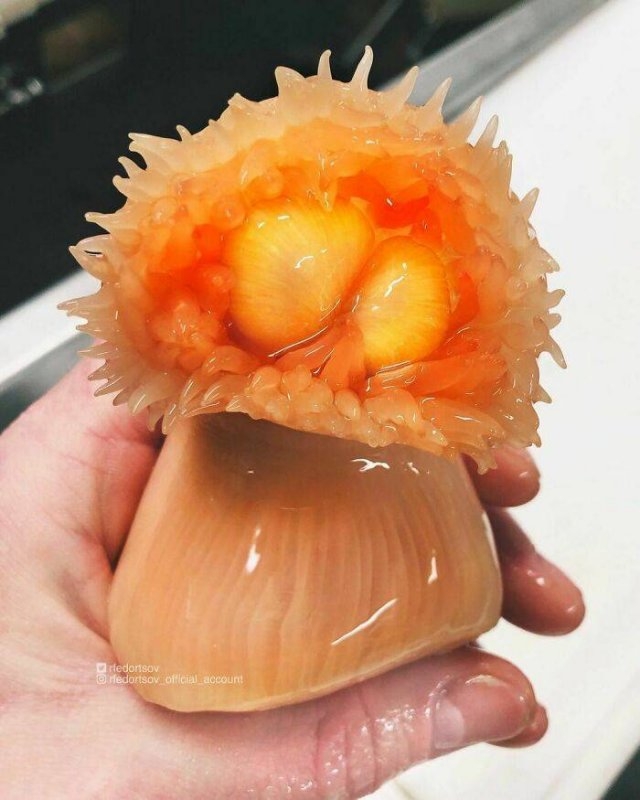 deepseacreatures_019