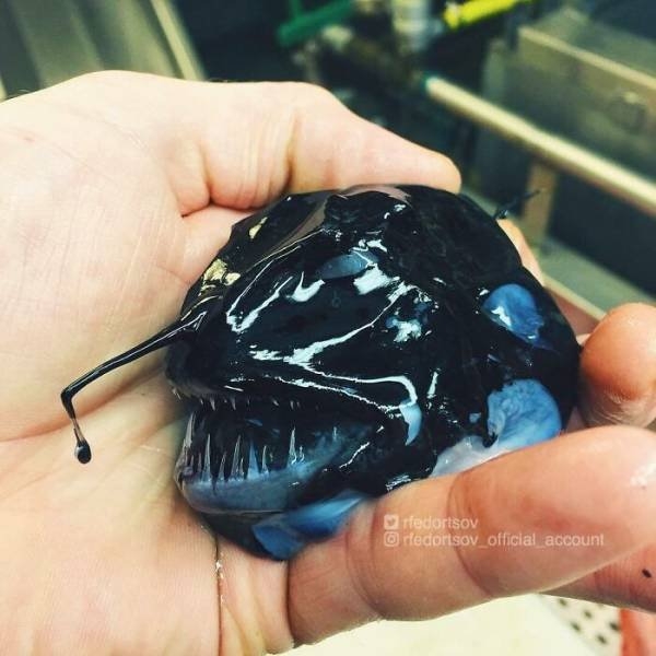 deepseacreatures_021