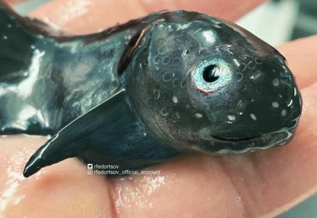 deepseacreatures_023