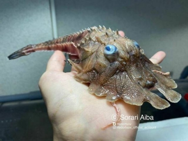 deepseacreatures_024