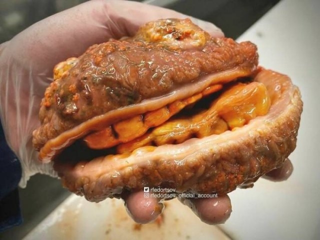 deepseacreatures_027