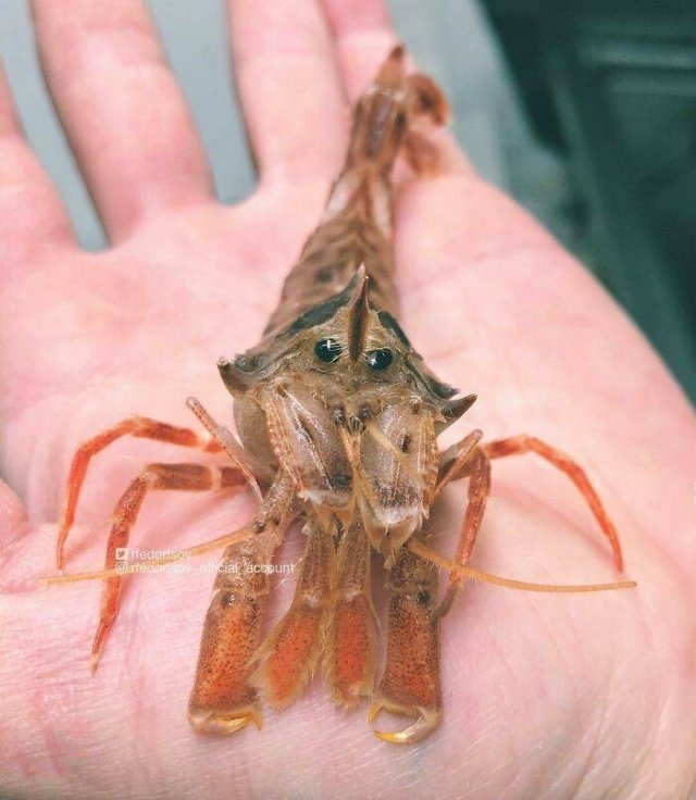 deepseacreatures_028