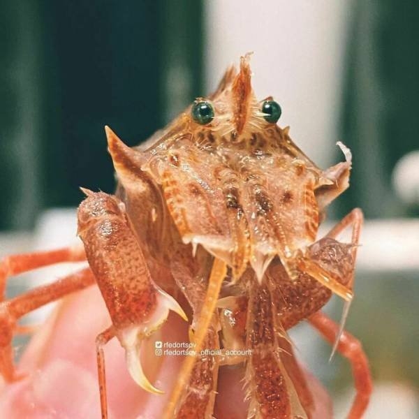 deepseacreatures_029