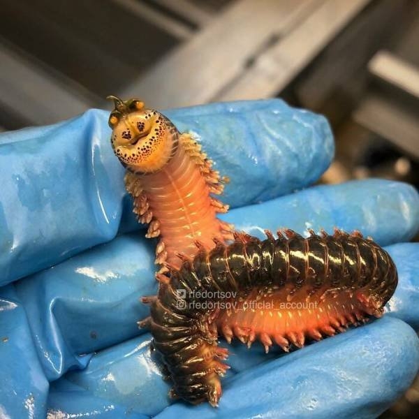 deepseacreatures_030