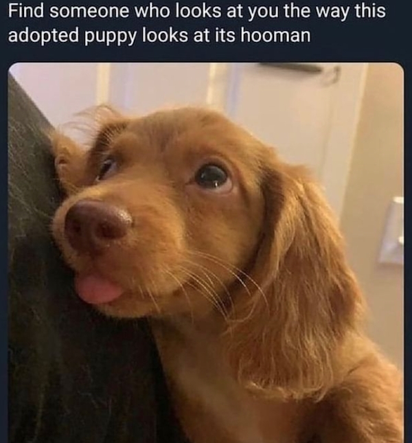 dogmemes2_006