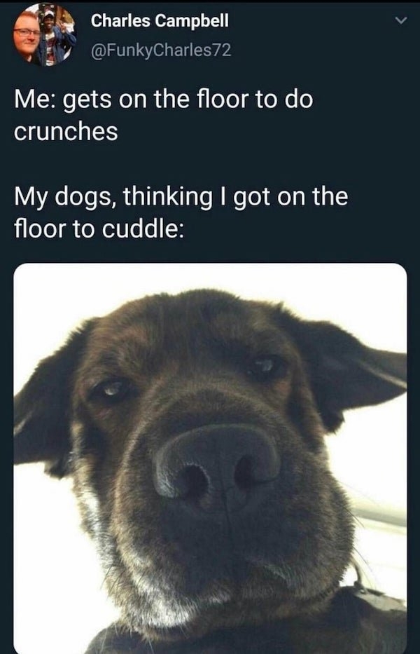 dogmemes2_009