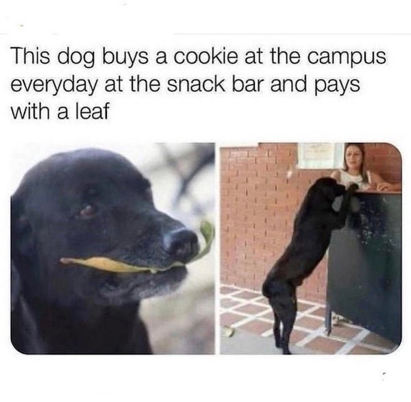 dogmemes2_011