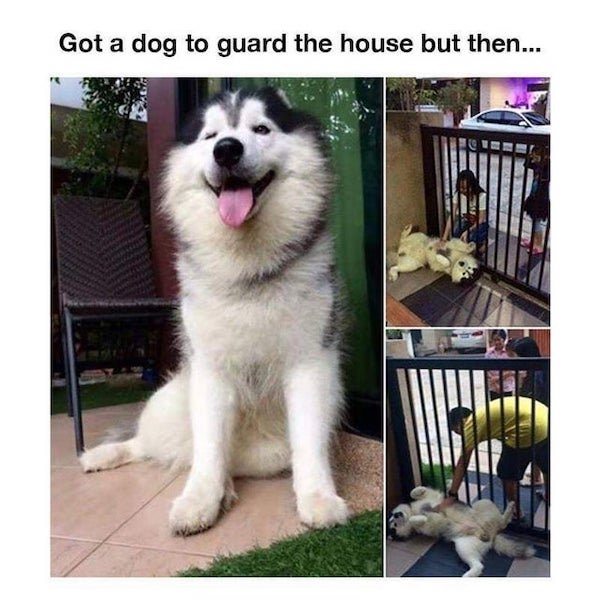 dogmemes2_012