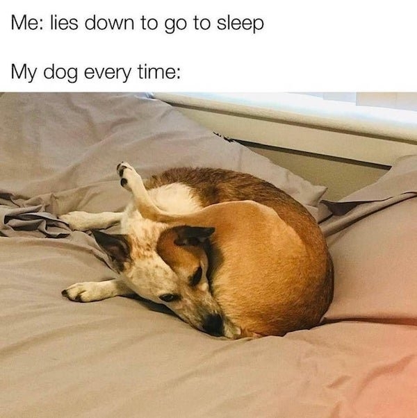 dogmemes2_015