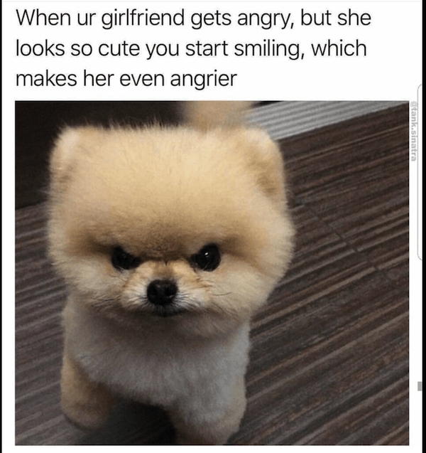dogmemes2_016