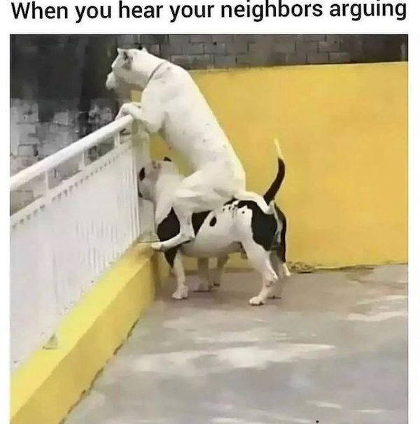 dogmemes2_019