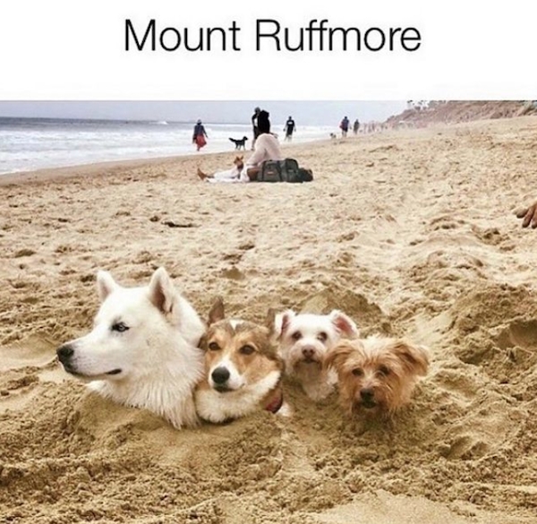 dogmemes2_025