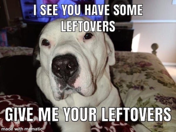 dogmemes2_029