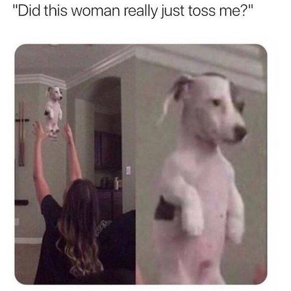 dogmemes2_033
