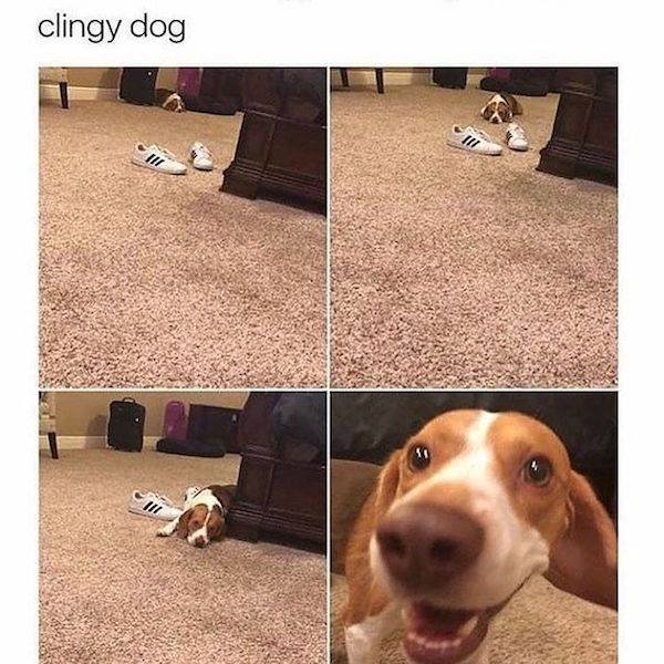 dogmemes2_034