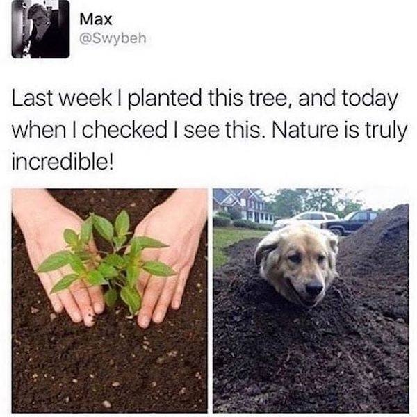 dogmemes2_039