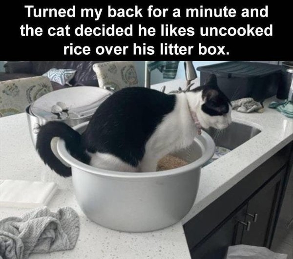 funnycats50_005