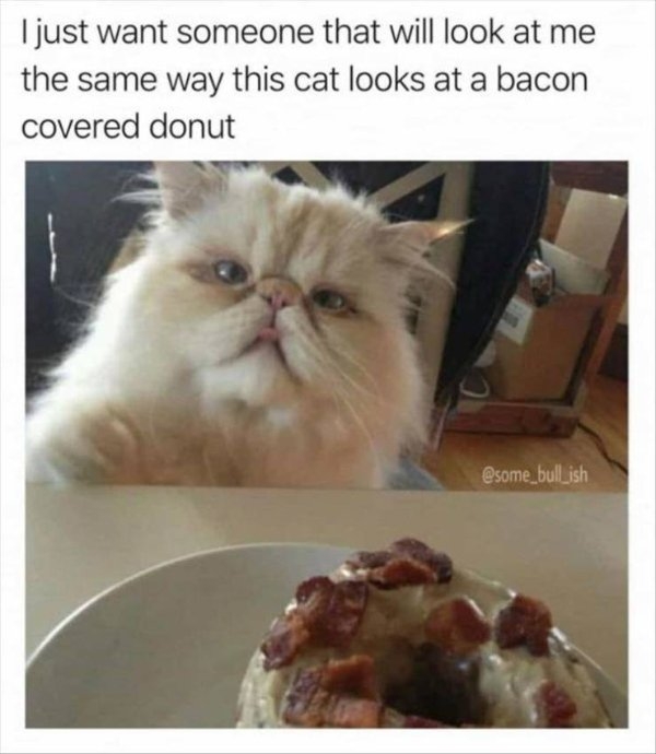 funnycats50_008