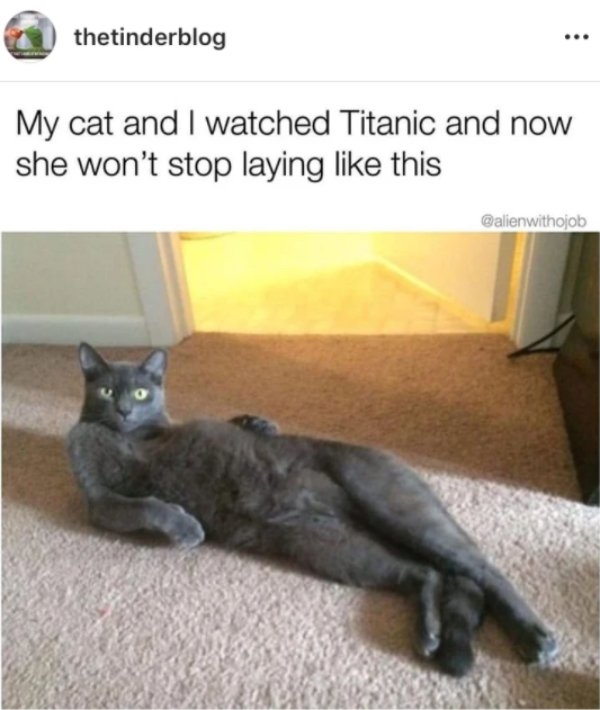 funnycats50_015