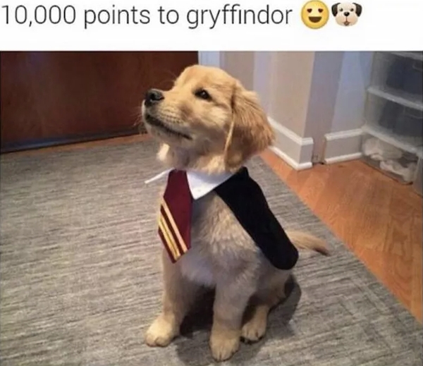 harrypottermemes2_006